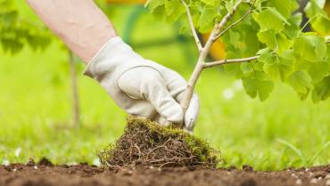 Metszések, kert takarítás, növény ültetés